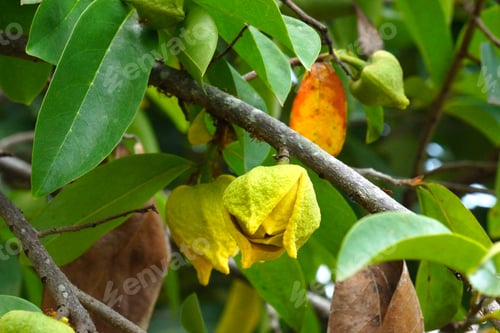 Preview: Flower Of Soursop Or Prickly Custard Apple Or Durian Belanda Or Guanabanas. (Treatment Of Cancer.)