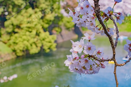 Preview: Cherry Blossoms At Tokyo Chidorigafuchi