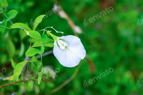 Preview: White Pea Flower Or Butterfly Pea Flower (Clitoria Ternatea) With Leaves On Blur Background.