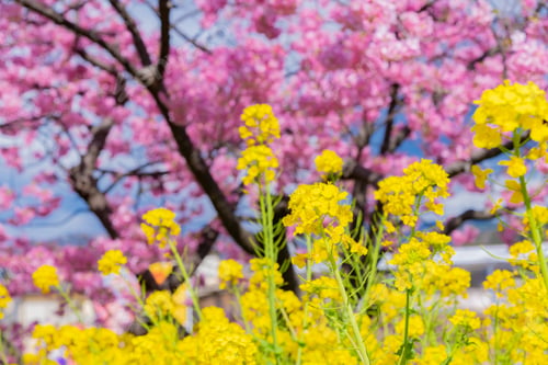Preview: Beautiful Pink Kawazu Cherry Blossoms