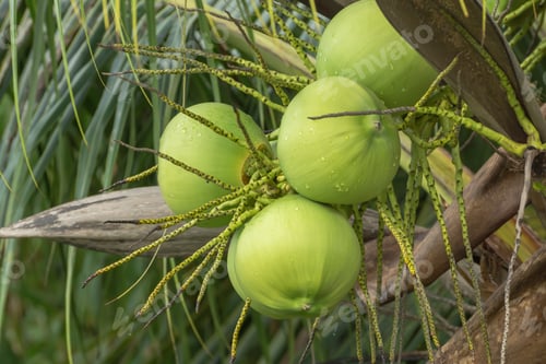 Preview: Green Fresh Of Coconut On Tree With Water Drop.