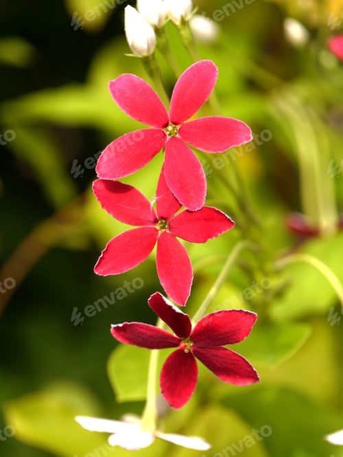 Preview: Red Flower Of Rangoon Creeper.