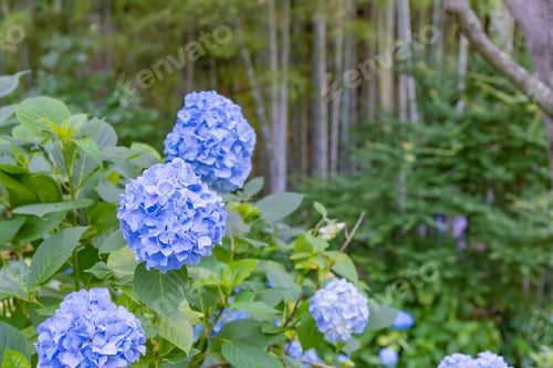 Preview: Hydrangea In Meigetsuin, Kamakura City, Kanagawa Prefecture