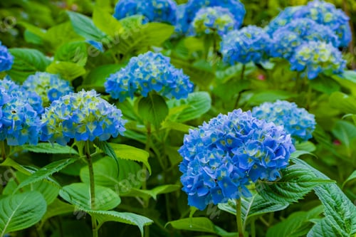 Preview: Hydrangea In Early Summer