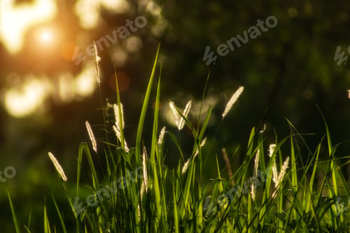 Preview: Flowers Grass With Sunlight Background.