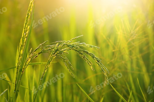 Preview: Flower Of Rice And Green Leaf With Sunlight