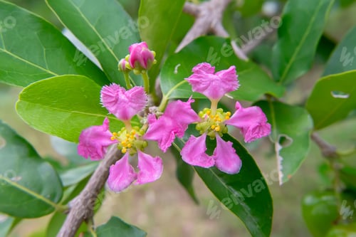 Preview: Close Up Barbados Or Acerola Cherry Flower On Tree. (Malpighia Glabra)