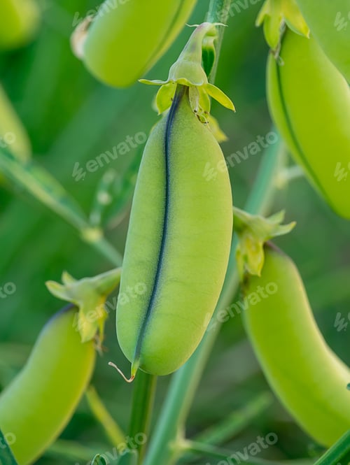 Preview: Close Up Of Crotalaria Spectabilis Plant.