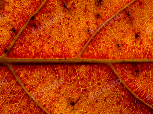 Preview: Close Up Fall Leaf Wallpaper.