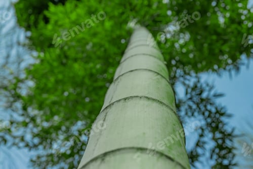Preview: Japanese Bamboo Grove
