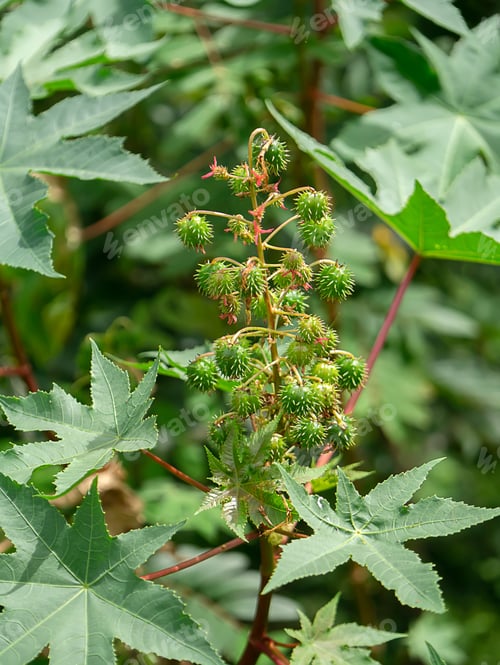 Preview: Close Up Of Ricinus Communis Seeds On Tree.