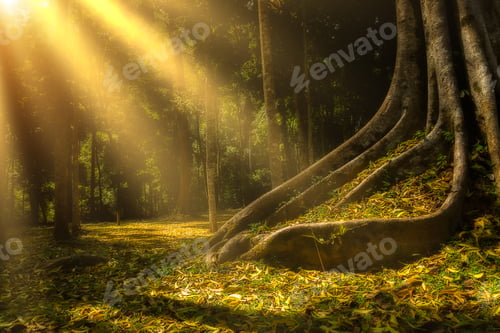 Preview: Fall In The Forest With Sunlight