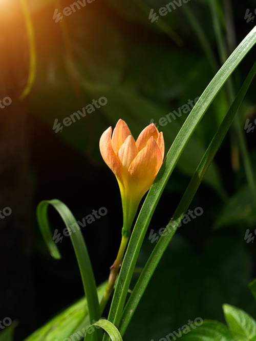 Preview: Beautiful Rain Lily Flower (Zephyranthes Lily)