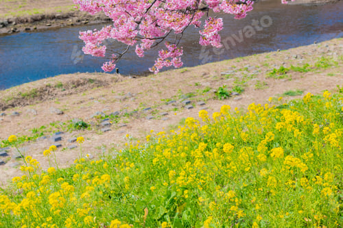 Preview: Kawazu Sakura In Minamiizu-Cho, Kamo-Gun, Shizuoka Prefecture