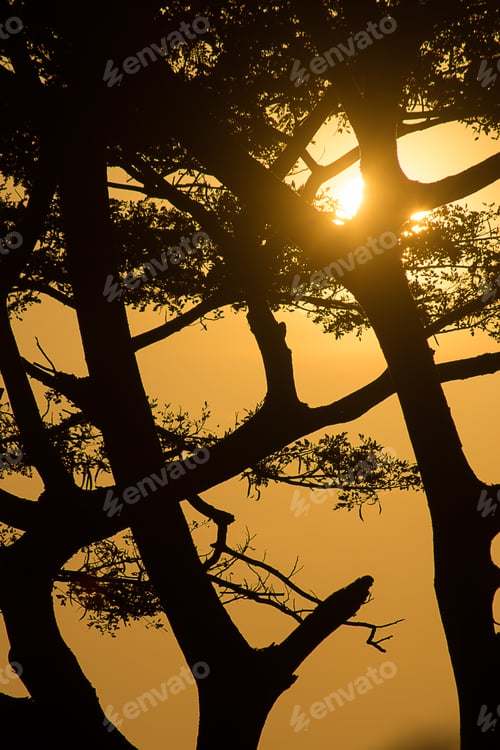 Preview: Silhouette Branch With Sunset Sky.