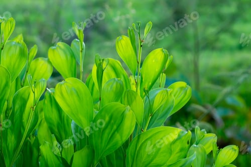 Preview: Close Up Green Leaves Of Acacia Mangium Tree.