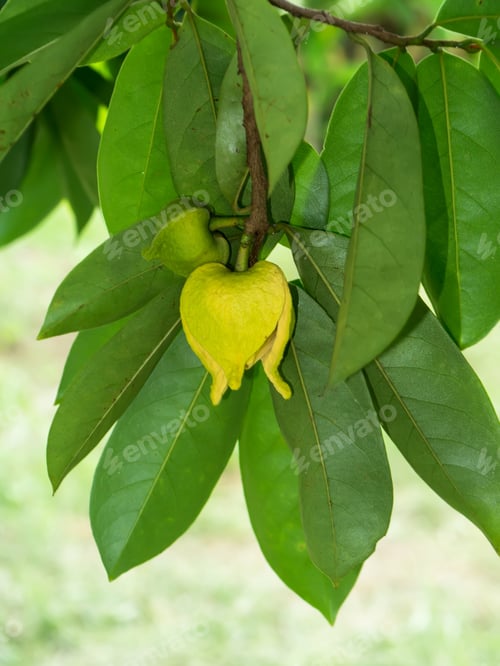 Preview: Soursop Flower Or Prickly Custard Apple Tree. (Annona Muricata L.) Treatment Of Cancer.