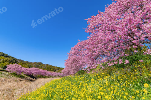 Preview: Kawazu Cherry Blossoms In Minamiizu-Cho, Kamo-Gun, Shizuoka Prefecture