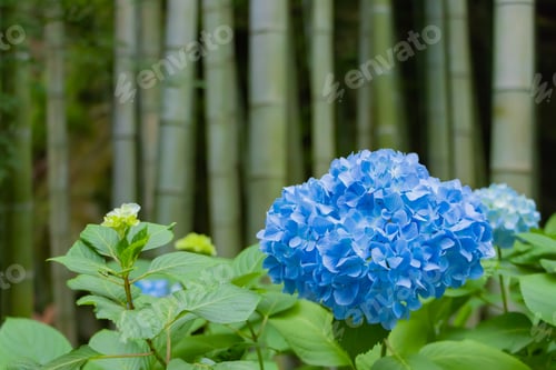 Preview: Hydrangea Of Meigetsuin Temple