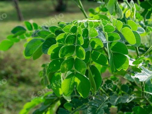 Preview: Close Up Leaves Of Rain Tree Or East Indian Walnut (Samanea Saman) Plant.