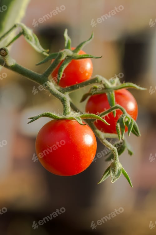 Preview: Cherry Tomato On Tree In The Cultivation Farms. ( Lycopersicon Esculentum)