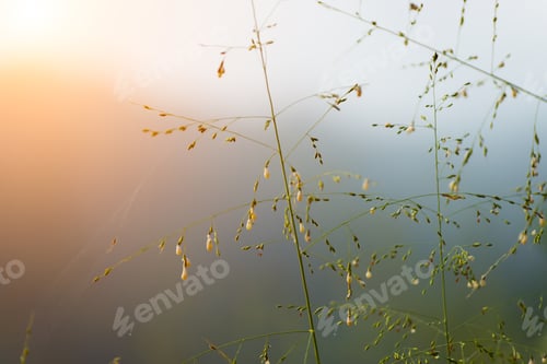 Preview: Flower Grass In The Forest.