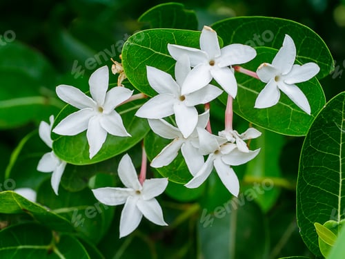 Preview: White Flower Of Bengal Currants On Tree. (Carissa Carandas)