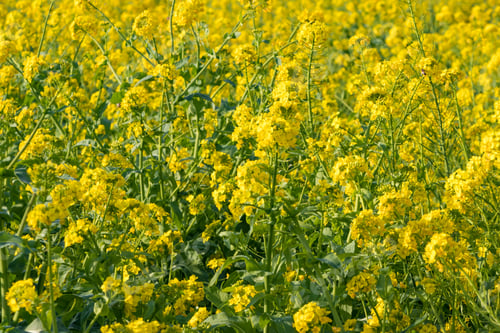 Preview: Beautiful Rape Blossoms