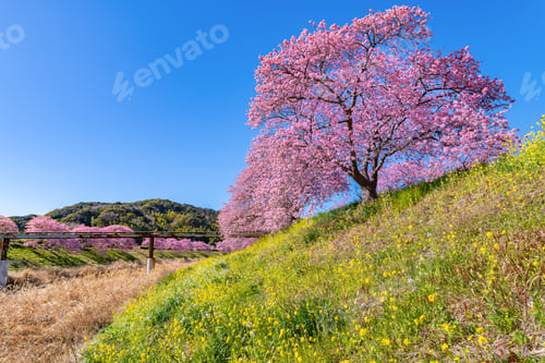 Preview: Kawazu Cherry Blossoms In Minamiizu-Cho, Kamo-Gun, Shizuoka Prefecture