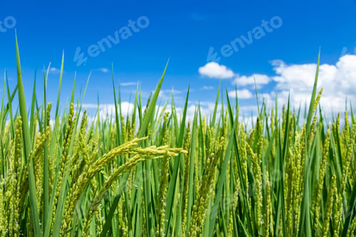 Preview: Summer Blue Sky And Ear Of Rice