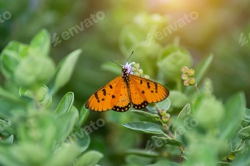 Preview: Close Up Orange Butterfly On Vitex Trifolia Plant With Sunlight.