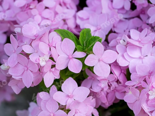 Preview: Close Up Pink Hydrengea Flower Background.