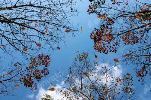 Preview: Under View Of Rubber Tree With Leaf Fall And Blue Sky Background