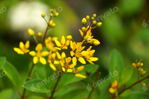 Preview: Yellow Flowers Of Galphimia. (Thryallis Glauca Kuntze.)