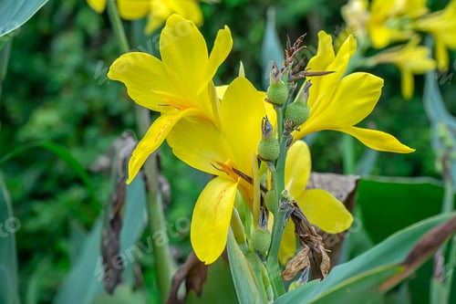 Preview: Close Up Yellow Indian Shot Flower. (Canna Indica)