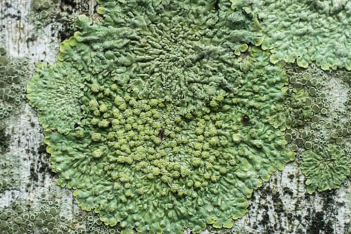 Preview: Lichens Are Symbiotic Fungi. They Are Able To Grow On The Tree.