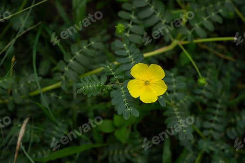 Preview: The Yellow Flower Of Devil'S Thorn (Tribulus Terrestris Plant) With Leaves.