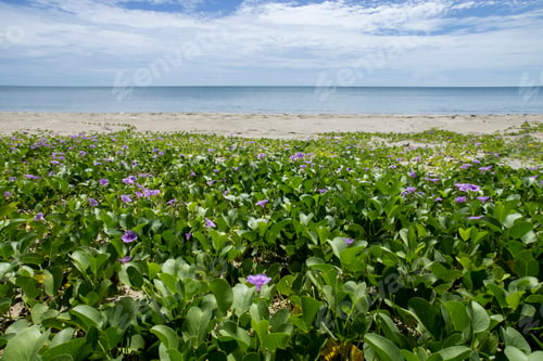 Preview: Ipomoea On The Beach. (Herbs For Poisonous Jellyfish)