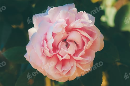 Preview: Close Up Rose Flower In Vintage And Matte Color With Blur Background.