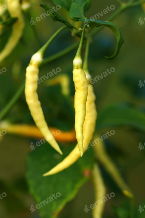Preview: Chili Hot Peppers Plant In Yellow
