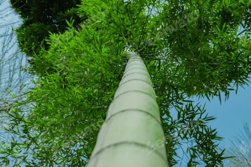 Preview: Japanese Bamboo Grove