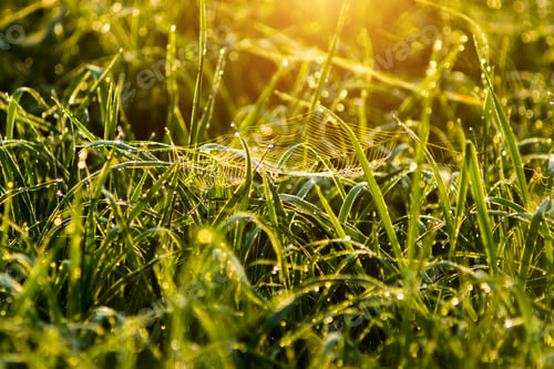 Preview: Drop Dew On Rice Leaf In The Morning With Sunlight.