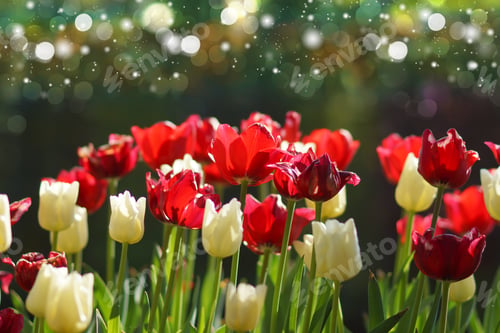 Preview: Tulips Are Blooming In The Garden.