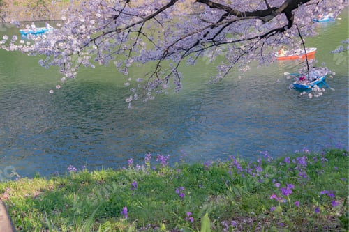 Preview: Cherry Blossoms At Tokyo Chidorigafuchi