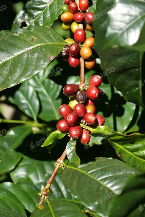 Preview: Fresh Coffee Beans On The Tree