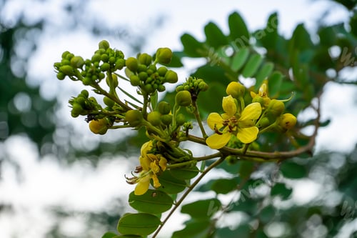 Preview: Close Up Cassod Tree Or Senna Siamea Flower On Tree.