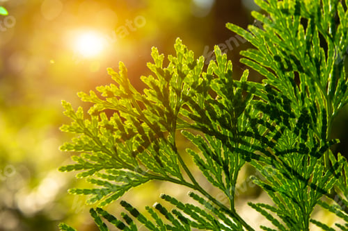Preview: Close Up Chimese Arborvitae Leaves. (Scientific Name Thuja Orientalis Endl.)