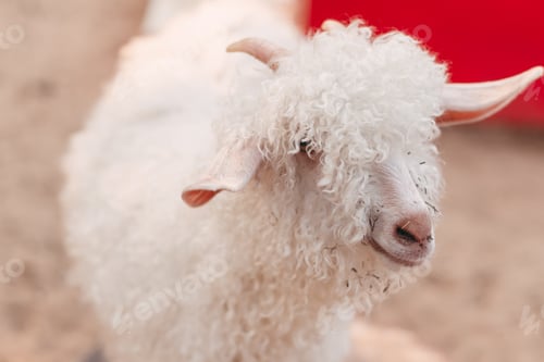 Preview: Portrait Of A White Little Goat Close Up On The Farm Background With Nature Sun Light