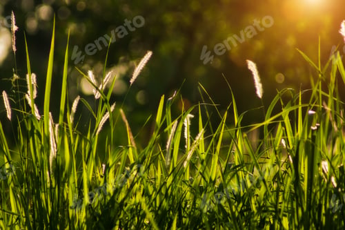 Preview: Flowers Grass And Leaf With Sunlight Background.
