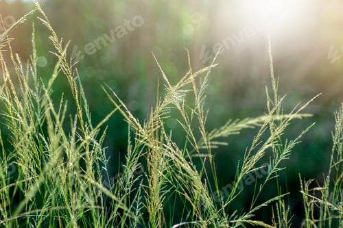 Preview: Close Up Flower Grass With Sunlight In Vintage Color.